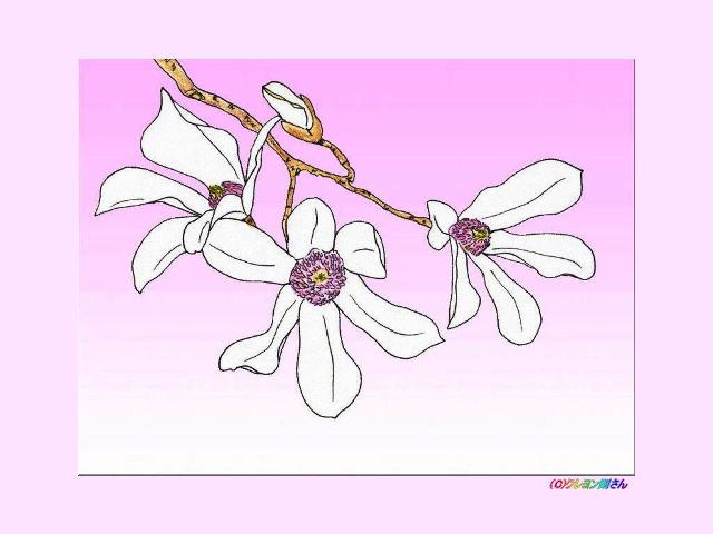コブシ 辛夷 の花のぬりえ イラスト 季節の花 四季の花の大人の塗り絵