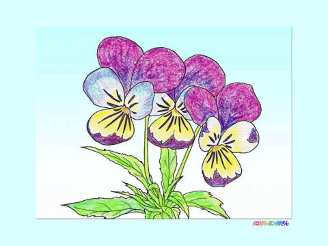 パンジー 三色すみれ のイラスト ぬりえ 季節の花 四季の花の大人の塗り絵